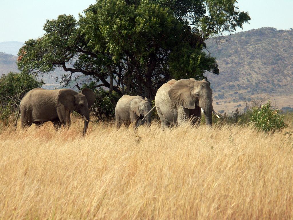 090516_Pilanesberg 151.jpg